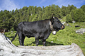 Portrait of a Hérens cow, Val de Nendaz, Valais, Switzerland