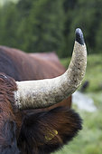 Corne d'une vache d'Hérens recouvert de résine afin de résister aux chocs des combats, Val de Nendaz, Valais, Suisse