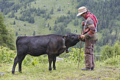 Shepherdess giving a treat to a Hérens calf, Val de Nendaz, Valais, Switzerland
