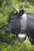 Portrait of a Hérens cow, Val de Nendaz, Valais, Switzerland