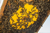 Bee hunting seen from below, it allows an easier harvest because once the bees are locked in the brood, the harvest of the supers becomes a simpler and less stressful operation for the bees, around Cluny, France
