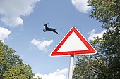 Deer jumps out of the traffic sign, funny, freedom, montage, Lauda, Germany, Europe