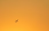Flying birds at sunrise, morning atmosphere, Danube Delta, Sulina, Romania, Europe