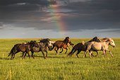 Freedom in Mongolian steppe. Khentii province, Mongolia, Asia