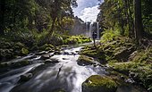 Young man standing in front of waterfall, Whangarei Falls, River Hatea, Whangarei Falls Scenic Reserve, Northland, North Island, New Zealand, Oceania