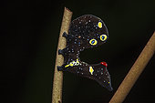 Fruit-piercing moth (Eudocima homaena), Caterpillar, Sinharaja Forest Reserve, Sri Lanka