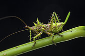 Spiny katydid (Panacanthus spinosus) female, Anton valley, Panama