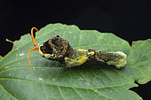 Thoas Swallowtail (Papilio thoas) caterpillar, Anton valey, Panama