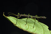 Mossy Stick Insect (Rhynchacris sp), Omar Torrijos Herrera National Park, Panama