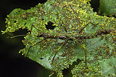Mossy Stick Insect (Rhynchacris sp), Omar Torrijos Herrera National Park, Panama