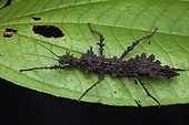 Spiny Stick Insect (Taraxippus samarae), Omar Torrijos Herrera National Park, Panama