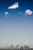 Flying gulls and skyline of Downtown Manhattan from the Staten Island Ferry, Manhattan, New York, USA, America, North America