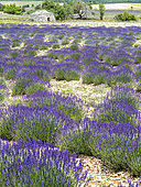 Lavender flowers and borie, Albion, Ventoux, Vaucluse, France