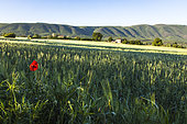 Poppies and shed in the North of the Grand Luberon, Cereste, Alpes de Haute Provence, France