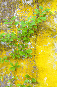 Dogwood (Cornus sp) in front of a rock covered with lichen. Valley of the Aiguebrun. Luberon NRP, Sensitive Natural Area of Vaucluse, France