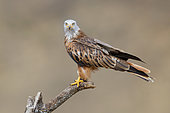Red Kite (Milvus milvus), side view of an adult perched on a dead tree, Basilicata, Italy