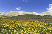 Mountain Landscape, mountain slopes covered by Ranunculus flowers, Abruzzo, Italy