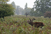 Red deer (Cervus elaphus) stag bellowing amongst bracken, England