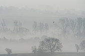 Red kite (Milvus milvus) silhouette in the mist, England