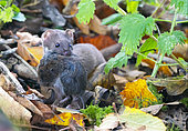 Weasel (Mustela nivalis) withna prey (Vole), England