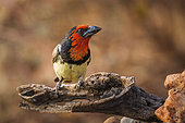 Black collared Barbet (Lybius torquatus) standing on a log with blur background in Kruger National park, South Africa