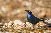 Cape Glossy Starling Lamprotornis nitens standing in waterhole in Kruger National park, South Africa