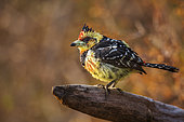 Crested Barbet (Trachyphonus vaillantii) standing on a log with fall colors background in Kruger National park, South Africa