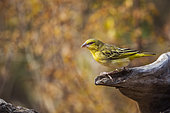 Village weaver (Ploceus cucullatus) standing on a log with fall colors background in Kruger National park, South Africa
