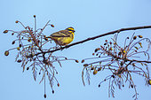 Yellow fronted Canary (Crithagra mozambica) standing on branch isolated in blue sky in Kruger National park, South Africa