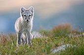 Arctic fox (alopex lagopus), young animal in Fjell, Dovrefjell National Park, Norway, Europe