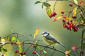 Blue tit (Cyanistes caeruleus) perched on Spindle (Euonymus europaeus), England