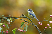 Blue tit (Cyanistes caeruleus) perched on Spindle (Euonymus europaeus), England