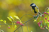 Great Tit (Parus major) perched amongst spindle berries, England