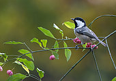 Coal tit (Periparus ater) perched on Spindele, England