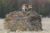 Red fox on hay ball, Vulpes vulpes, Winter, Germany, Europe