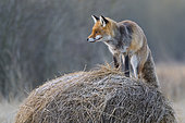 Red fox on hay ball, Vulpes vulpes, Winter, Germany, Europe