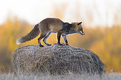 Red fox on hay ball, Vulpes vulpes, Winter, Germany, Europe