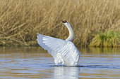 Mute Swan, Cygnus olor, Germany, Europe