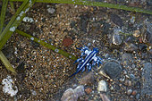 Blue Dragon (Glaucus atlanticus). Small slug that measures only about 2 cm and is generally associated with the Portuguese man of war (Physalia physalis), although it also usually appears in intertidal pools. Marine invertebrates of the Canary Islands, Tenerife.