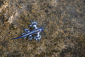 Blue Dragon (Glaucus atlanticus). Small slug that measures only about 2 cm and is generally associated with the Portuguese man of war (Physalia physalis), although it also usually appears in intertidal pools. Marine invertebrates of the Canary Islands, Tenerife.