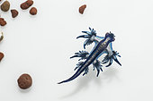 Blue Dragon (Glaucus atlanticus). Small slug that measures only about 2 cm and is generally associated with the Portuguese man of war (Physalia physalis), although it also usually appears in intertidal pools. Marine invertebrates of the Canary Islands, Tenerife.