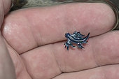 Blue Dragon (Glaucus atlanticus) hanging. Small slug that measures only about 2 cm and is generally associated with the Portuguese man of war (Physalia physalis), although it also usually appears in intertidal pools. Marine invertebrates of the Canary Islands, Tenerife.