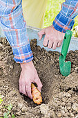 Planting of Tuberous Nasturtium (Tropaeolum tuberosum)