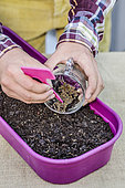 Parsley sowing in pot, after soaking the seeds.