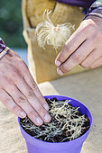 Sowing Clematis in pots step by step. 1: place the seeds