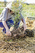 Change of mulch before winter at the foot of a young Eucalyptus tree: installation of a thermal mulch (Ferns fronds)