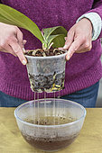 Woman repotting a Phalaenopsis. Repotting a Phalaenopsis. Technique in 7 steps. 7: Water by soaking.