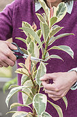 Aerial marcotting of a variegated rubberplant; Laying of an aerial marcotte on a Ficus elastica 'Variegata'.