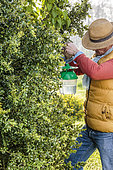 Man suspending a pheromone trap in a Boxwood tree against the Boxwood Moth