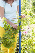 Woman training the vine on a support in a garden at the end of spring.